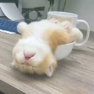 91熊猫APPAPP应用